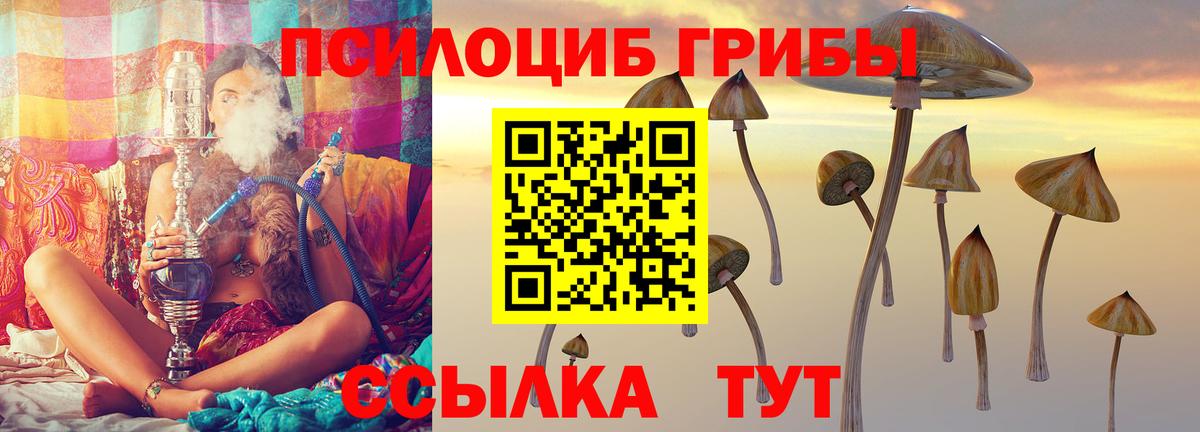 Гатчина  купить   Вход с VPN  Галлюциногенные грибы Psilocybine cubensis  Галлюциногенные грибы Psilocybine cubensis 